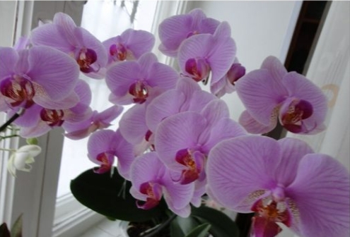 Что делать, если у орхидеи с горшка повылазили длинные воздушные корни, чтобы не навредить цветку